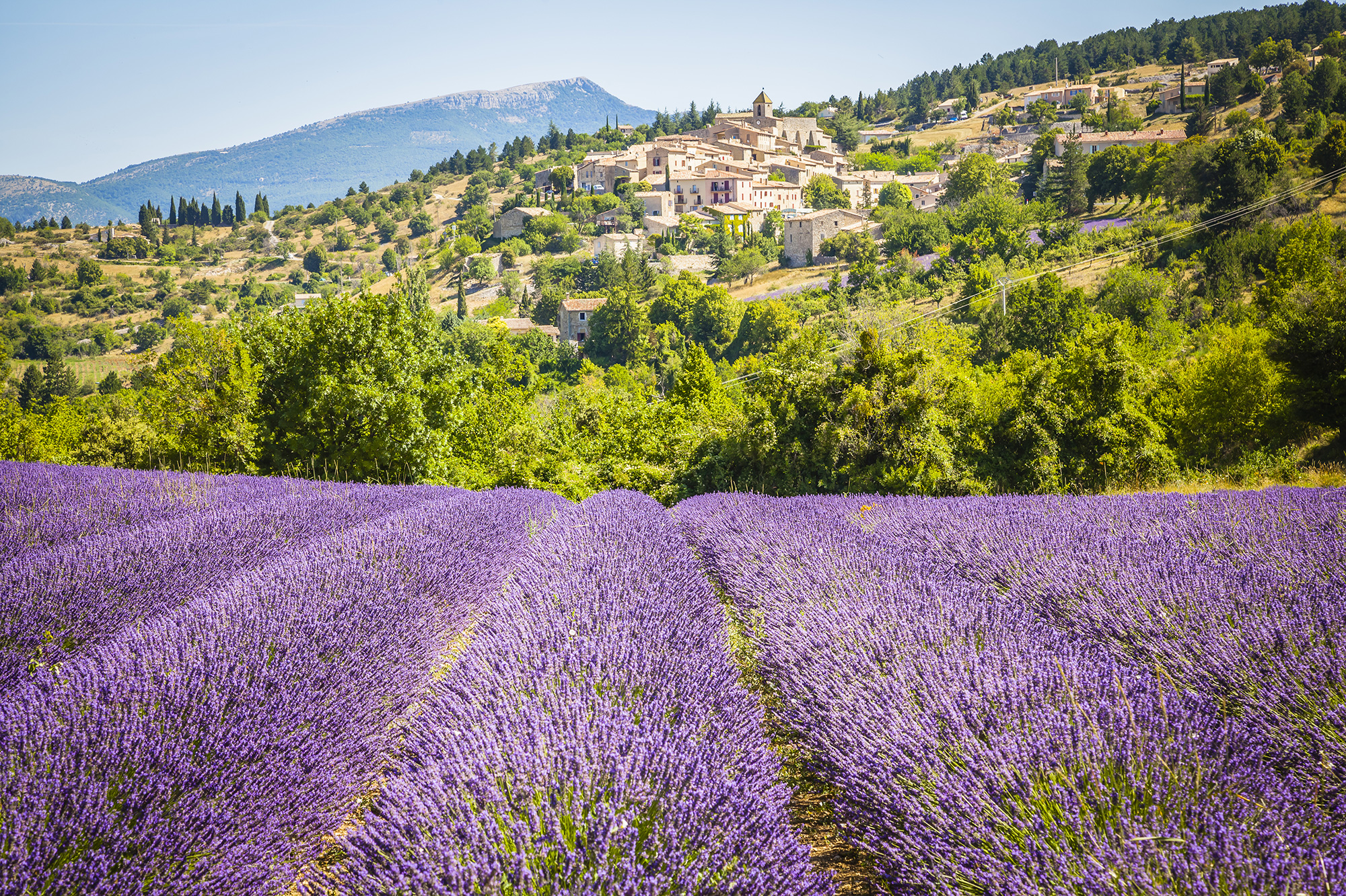 Cassis, sa lavande et ses cigales 